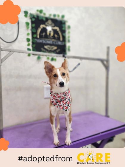 Charlie's Animal Rescue Centre - Animal Rescue & Adoption Happy Tails: Our Adoption Stories photo 7