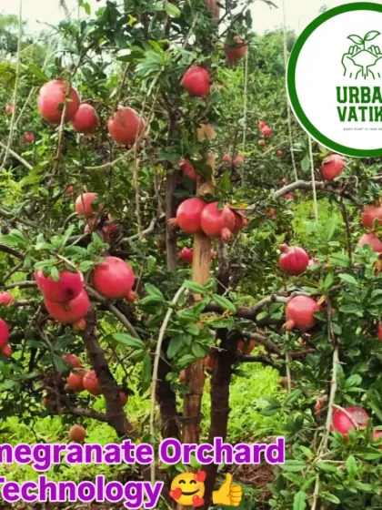A healthy pomegranate tree in an orchard we planned, loaded with vibrant red fruit.