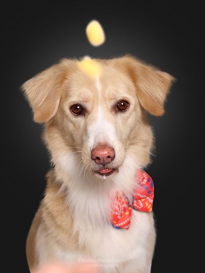 Priyanka - Themed & Special Occasion Pet Photography The Goofy & The Majestic: Studio Portraits photo 7