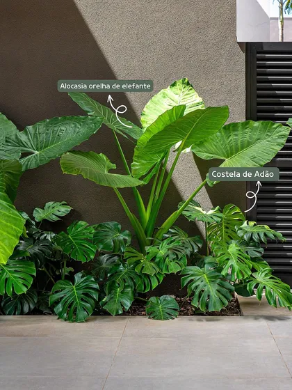 An educational view of our plant selection. Here we identify Alocasia and Monstera Deliciosa, two key plants we use to achieve a lush, tropical aesthetic in our garden designs.