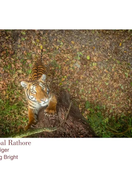 An unusual top-down perspective of a tiger, captured with a carefully placed camera trap. This shot, also from the "Tiger Tiger Burning Bright" series, offers a different view of this apex predator.
