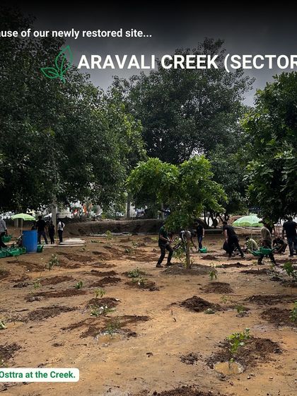 This image shows the Osttra team planting at Aravali Creek, the very site responsible for preventing flooding at AIT Chowk this monsoon.