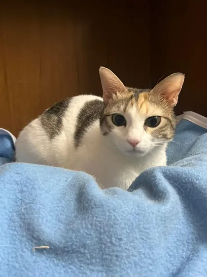 The lovely Luna, looking cozy and safe in her bed. I make sure every cat has their own clean, comfy space to retreat to if they want.