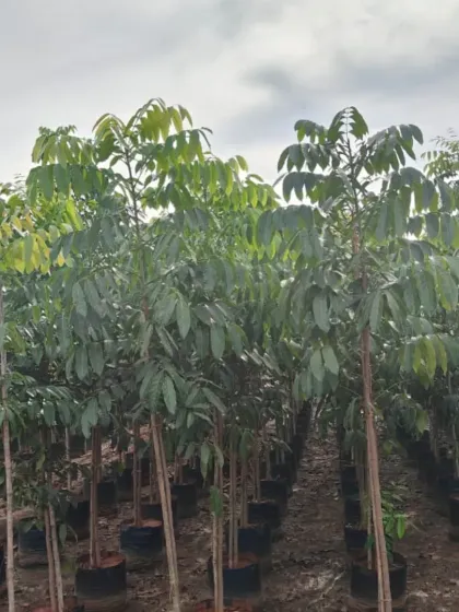 A large stock of Karanj (Pongamia Pinnata) trees.