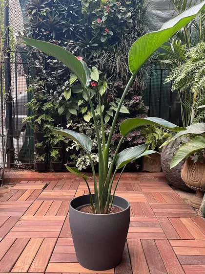 Seen from a wider angle, you can appreciate how the Bird of Paradise plant commands attention. It's an ideal choice for filling a corner with life and creating a stylish, natural focal point.
