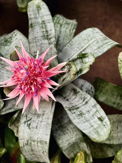 The Silver Vase Plant (Aechmea fasciata) is a showstopper. Its incredible pink inflorescence can last for a full six months, making it a fantastic and long-lasting gift plant.