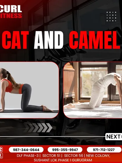 The Cat and Camel stretch is a gentle spinal mobility exercise. I incorporate this into warm-ups and rehab programs to improve flexibility and reduce back stiffness.