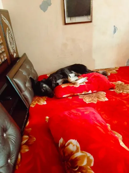 Nothing better than a nap on a big, soft bed. This is the kind of comfort I provide for overnight boarding.