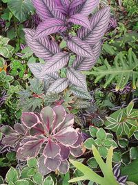 Gardening Supplies & Accessories