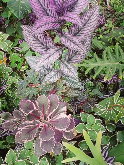 A snapshot of the diverse foliage in my nursery. You can see the contrasting colors and textures of different plants like the purple Persian Shield and various groundcovers.