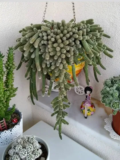 A beautiful hanging Monkey Tail cactus. Its long, trailing stems are covered in soft, hair-like spines, making it a stunning hanging plant.
