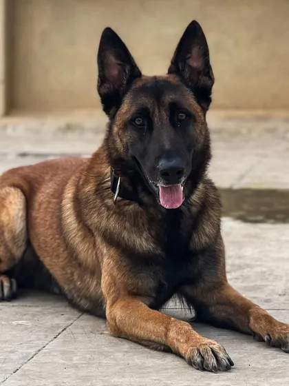 This is Rio, a Belgian Malinois. My 35 years of experience, including as an Ex-Military Dog Training Officer, allows me to handle and groom powerful and intelligent breeds with confidence and respect.