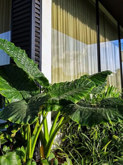 The massive leaves of an Alocasia plant stand out against the clean lines of modern architecture. We often use such bold foliage to create strong focal points in our garden designs.