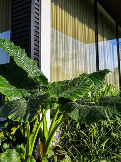 For a 6000 sq.ft landscape garden in Devanahalli, we blended lush greens like this massive Alocasia with natural textures and soft light to create a stunning outdoor space.
