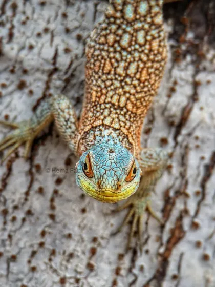 The Madagascar Spiny-tailed Iguana has a beautiful pattern of blue and orange scales. This top-down perspective highlights the incredible texture and coloration of its skin.