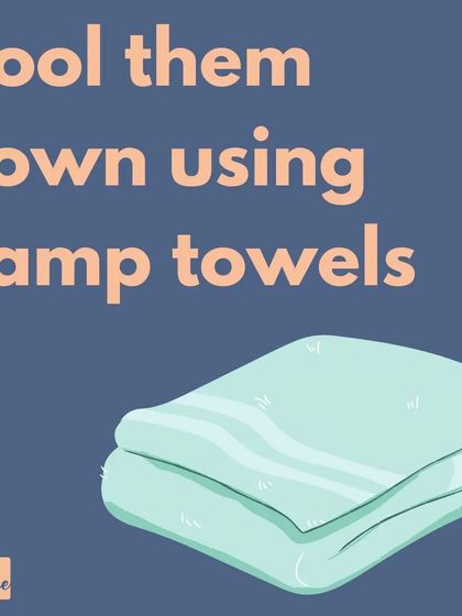 Damp towels are a quick and easy way to provide immediate relief from the heat for your dog.