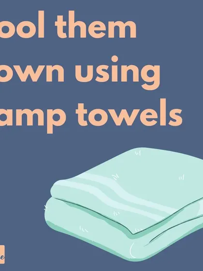 Damp towels are a quick and easy way to provide immediate relief from the heat for your dog.