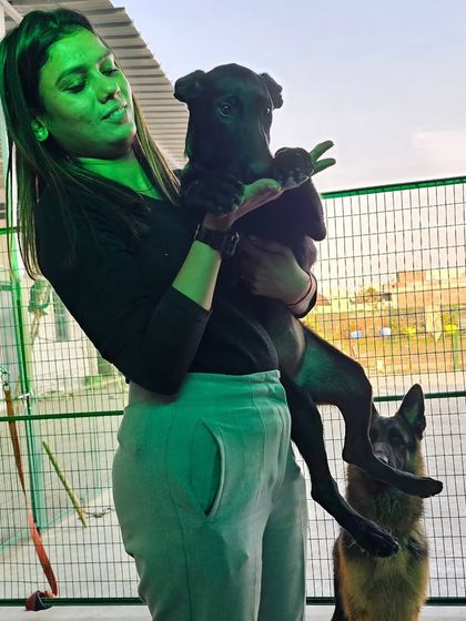 Another shot of our adorable Belgian Malinois guest, full of curiosity and playfulness.