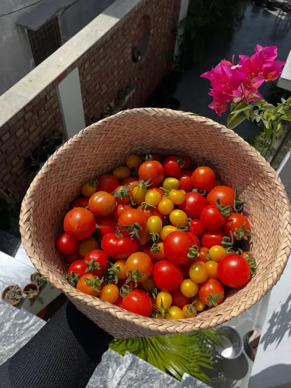 A beautiful basket of red and yellow cherry tomatoes, shining in the sun. Months of care went into growing these, and the result is this sweet, flavorful harvest that my family and friends love.
