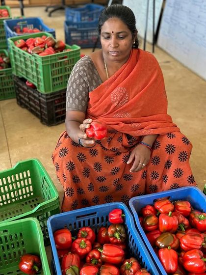 Meena, a strong and dedicated member of our team, holds up a freshly picked red bell pepper while sorting the day's harvest. Her hard work is essential to our farm.
