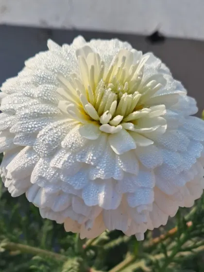 Bhardwaj - Urban Gardening Consultation A Riot of Colorful Flowers photo 168