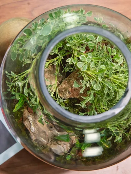 An aerial view of the cylindrical terrarium, showing the dense, variegated foliage within. These closed terrariums are self-sustaining and perfect for any home.