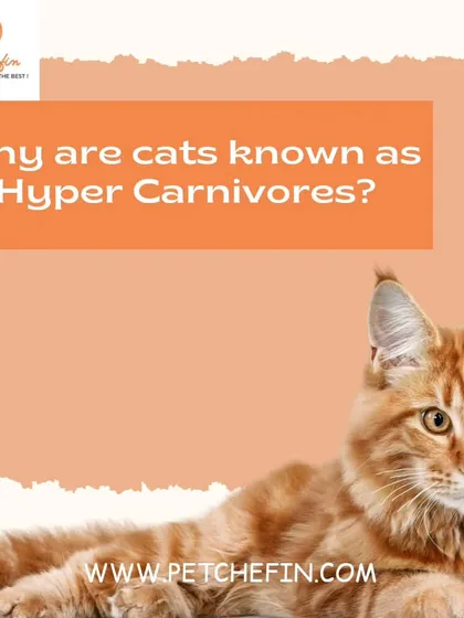 Cats are hypercarnivores, meaning they have a high requirement for animal-based protein and a reduced ability to digest plant-based foods. A meat-rich diet is essential.