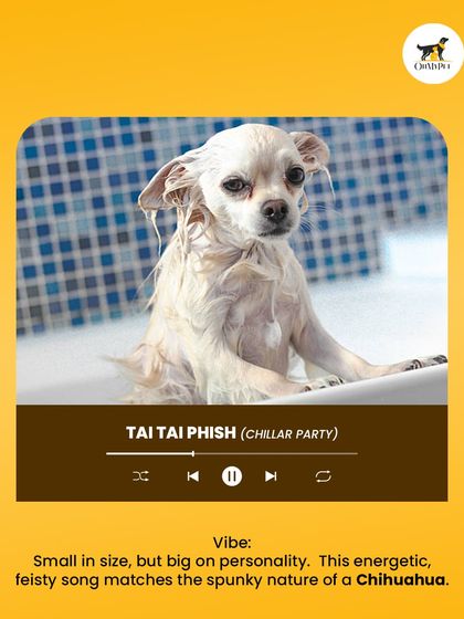 Oh My Pet - At-home Pet Grooming What's Your Pet's Personality? photo 5