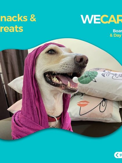 We Care Pet Creche - Home Dog Boarding Our Services & Amenities photo 7