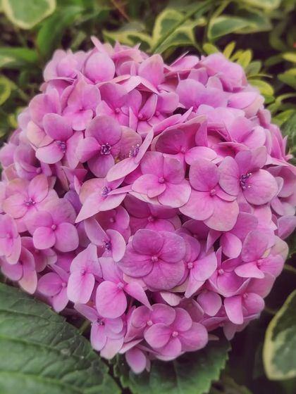 A close-up of a pink hydrangea, showing the intricate detail of each tiny floret within the larger bloom.