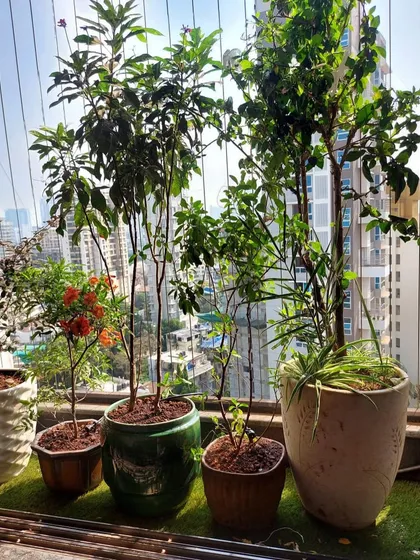 A collection of fruit and flowering trees in varied pots brings life to this sunny balcony, creating a mini orchard in the sky.