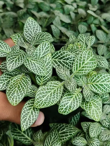 This is the Green Fittonia, also called the Nerve Plant. Its intricate leaf patterns look like a mosaic, making it a fascinating addition to any collection.