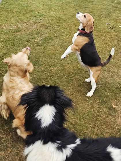 A Beagle joins the fun, showing how dogs of all sizes can play together safely in our supervised environment.