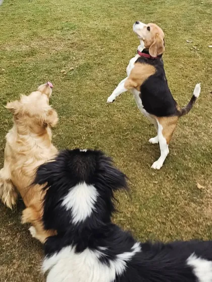 Look at the focus from this Beagle. Even with other dogs around, it is learning to wait its turn. This kind of group obedience training teaches patience and social manners, which are vital for a multi-pet household or visits to a dog park.