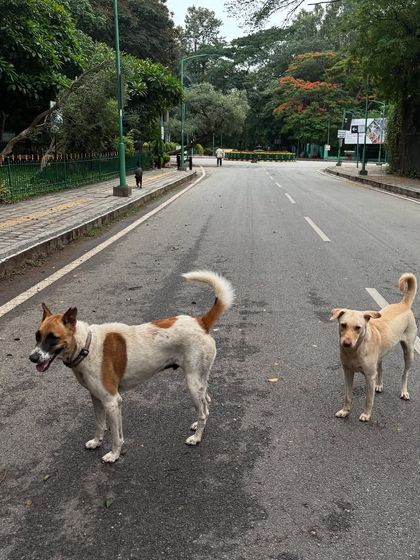 Sujith Kumar - Running & Fitness Coaching My Paw Friends photo 66