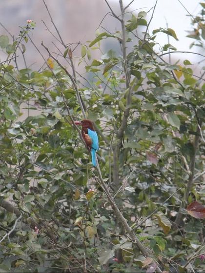 A white-throated kingfisher rests among the leaves. The presence of such birds is a sign of a healthy, thriving ecosystem, which is the foundation of our healing environment.