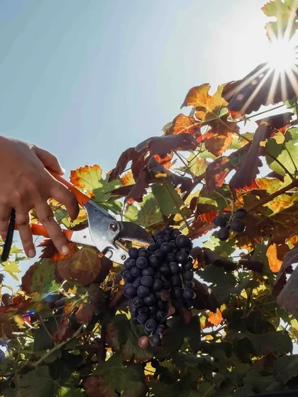 The harvest is a moment of precision. Here, a member of our team carefully selects and clips a perfectly ripe bunch of grapes under the warm sun. This act, repeated thousands of times, is the foundational step in crafting exceptional wine.