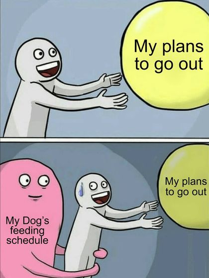 My plans to go out are always held back by my dog's strict feeding schedule. The struggle is real for every pet parent.