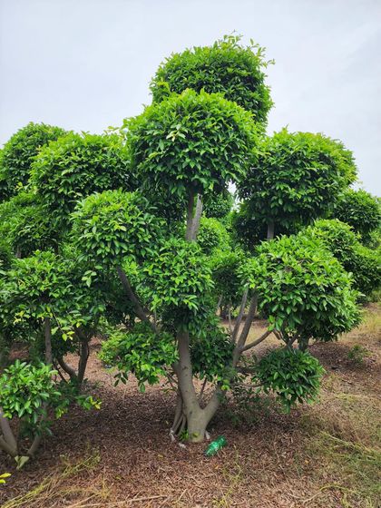 Delhi Gardner - Full-Service Landscaping Statement Trees & Sculpted Topiaries photo 5