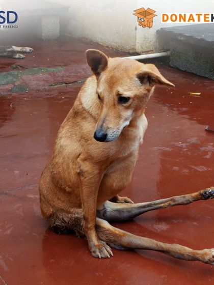 This paralyzed dog is resting on a clean floor in one of our enclosures. We provide lifelong care for paralyzed dogs, some of whom have lived with us for over a decade, thanks to our dedicated medical protocols.