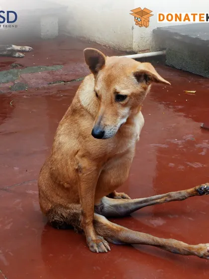 This paralyzed dog is just one of over 1,800 residents who require specialized, lifelong care. Your donation helps us provide them with the support they need to live with dignity.