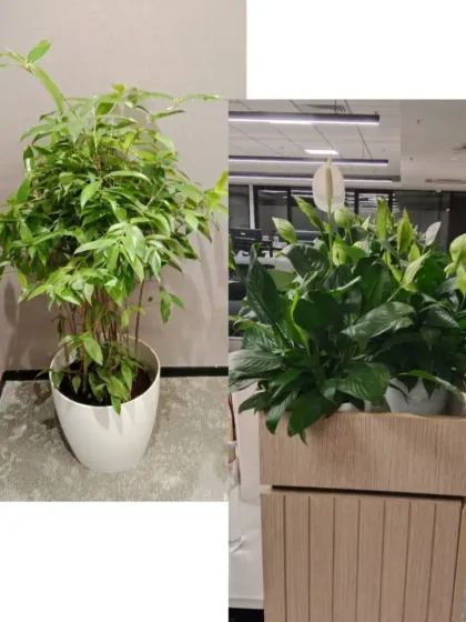 I selected these lush green plants to soften the modern office interior. A bushy Parlor Palm in a white ceramic pot and a large Peace Lily in a wooden planter bring life and freshness to the workspace corners.