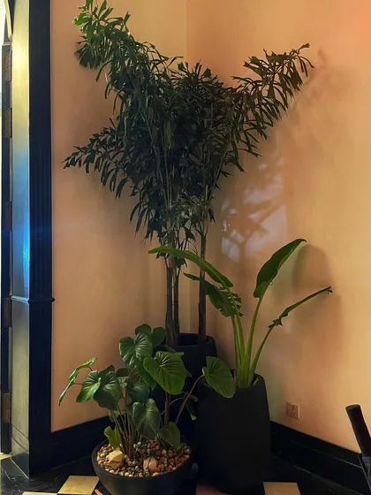 A corner arrangement inside the set, featuring a mix of plants in black pots to match the modern black and white checkered floor. This adds a sophisticated touch of green.