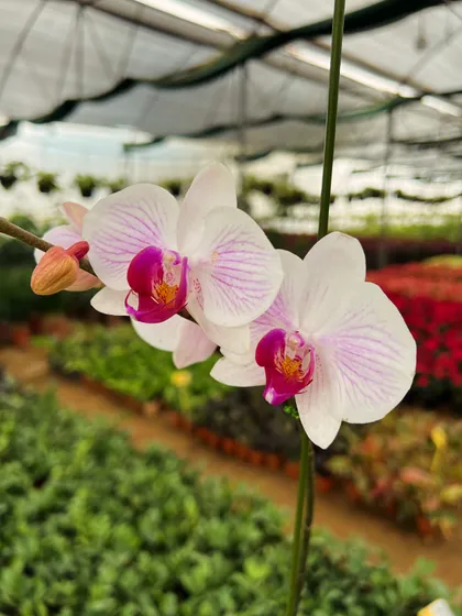A close-up of the stunning Phalaenopsis Orchid bloom, showcasing its intricate patterns and colors.
