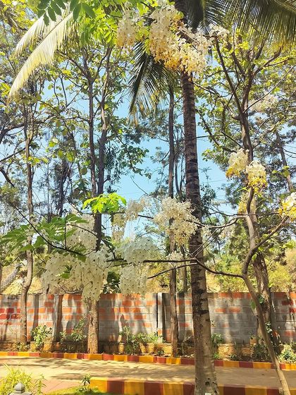 Art of Living - Spiritual Retreats & Campus Experience Our Serene Campus & Natural Beauty photo 8