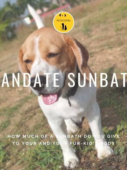 Petscetra - Pet Boarding & Daycare Cozy Corners & Nap Time photo 3