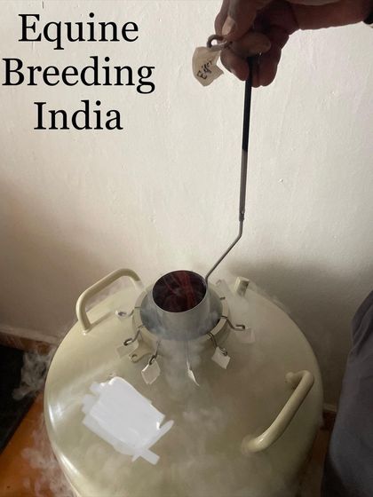 We use cryopreservation technology to store genetic material from top stallions. This semen bank gives breeders access to world class bloodlines without the need for expensive horse transportation.
