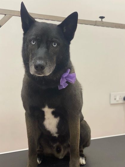 Zeenu's Pet Spa - Dog Grooming & Spa We Love All Breeds photo 5