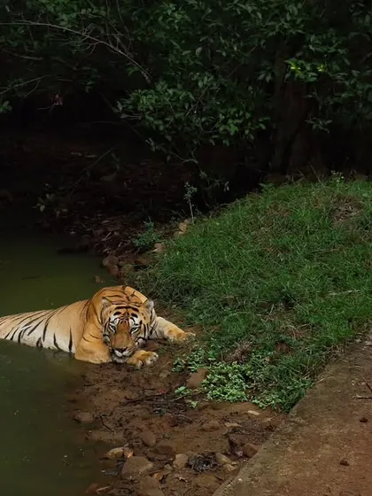 A tiger cooling off in a waterhole during the monsoon season in Tadoba, a welcome respite from the heat.