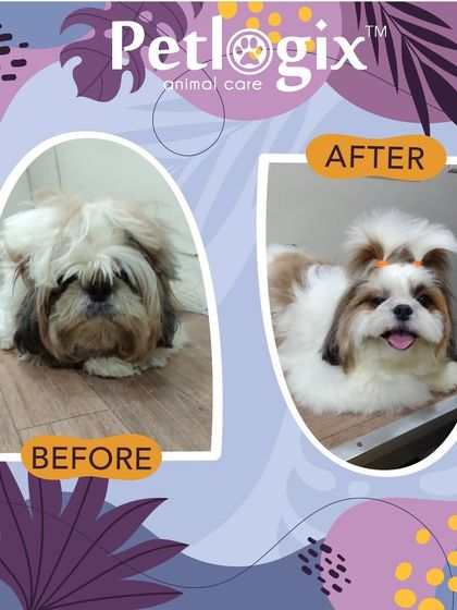 Witness the adorable transformation of this cutie. A new hairstyle can completely change your pet's look and bring out their charming personality.